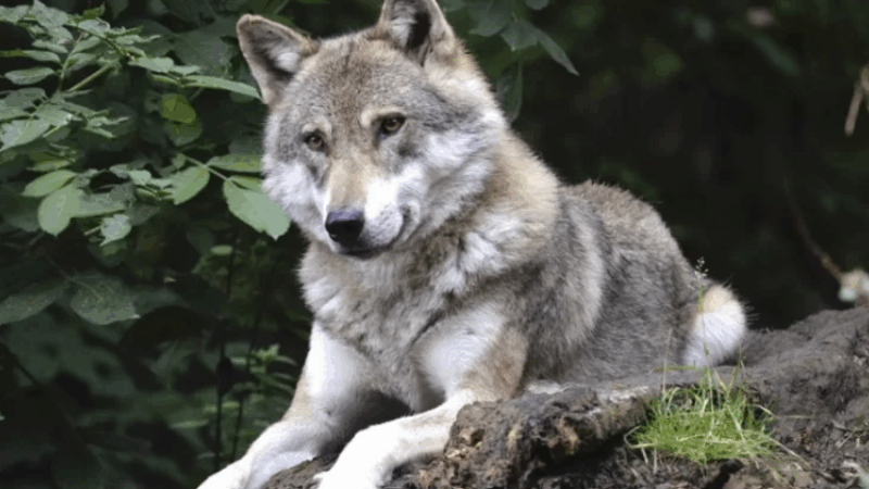 До чого сняться вовки: що означає цей сон