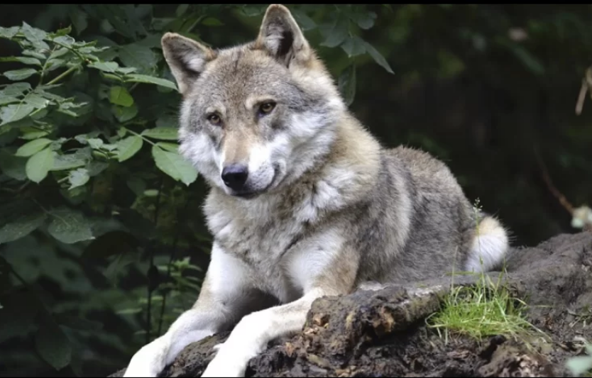 До чого сняться вовки: що означає цей сон