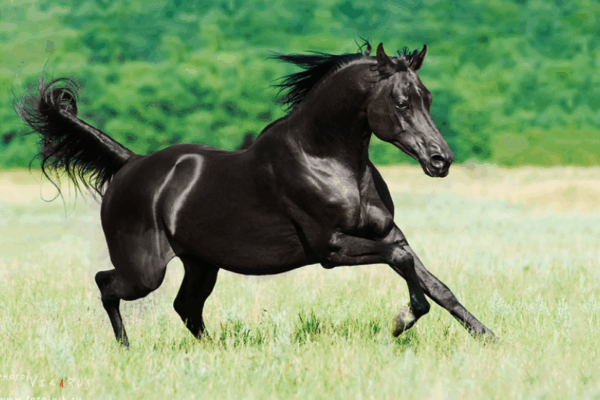 Сонник: кінь як символ у сновидіннях