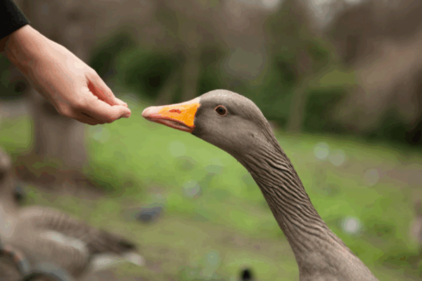 Сонник: гуси у сні — значення